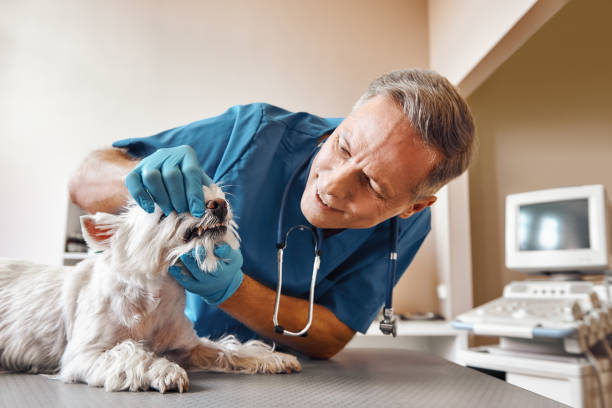 Best Emergency Treatment for Dental Infections or Abscesses in Wortham, TX